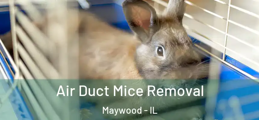 Air Duct Mice Removal Maywood - IL